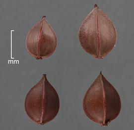   Fruits:   Rumex crispus,  four fruits with perianth remains removed and apices pointing up; Photo by D. Walters and C. Southwick, Table Grape Weed Disseminule ID
